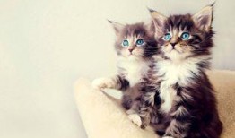 娱乐吃瓜酱猫条,揭秘娱乐圈那些不为人知的幕后故事